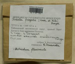 Tortella fragilis (Drumm.) Limpr., Гербарий мохообразных, Мхи - Красноярский край, Тыва и Хакасия (B17) (Россия)