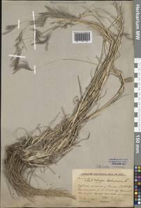 Бородач обыкновенный (L.) Keng, Восточная Европа, Ростовская область (E12a) (Россия)