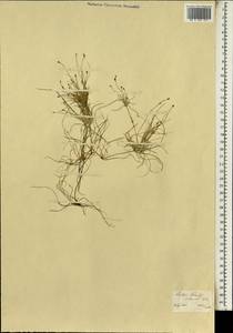 Isolepis ludwigii (Steud.) Kunth, Африка (AFR) (ЮАР)