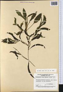 Potamogeton × angustifolius J.Presl, Западная Европа (EUR) (Финляндия)