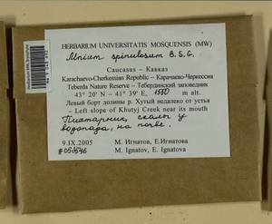 Mnium spinulosum Bruch & Schimp., Гербарий мохообразных, Мхи - Северный Кавказ и Предкавказье (B12) (Россия)