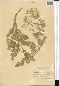 Rorippa × armoracioides (Tausch) Fuss, Средняя Азия и Казахстан, Сырдарьинские пустыни и Кызылкумы (M7) (Узбекистан)