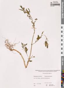 Марь белая L., Сибирь, Чукотка и Камчатка (S7) (Россия)