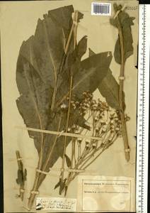 Крестовник крупнолистный M. Bieb., Восточная Европа, Южно-Украинский район (E12) (Украина)