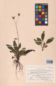 Ястребинка Татеваки (Kudô) Tatew. & Kitam., Сибирь, Дальний Восток (S6) (Россия)