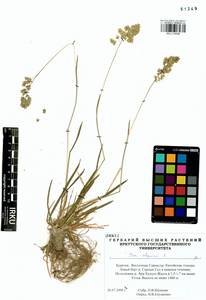 Мятлик альпийский L., Сибирь, Прибайкалье и Забайкалье (S4) (Россия)