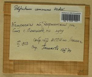 Polytrichum commune Hedw., Гербарий мохообразных, Мхи - Центральное Нечерноземье (B6) (Россия)