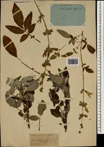 Salvia interrupta Schousb., Африка (AFR) (Марокко)