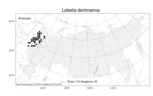 Lobelia dortmanna, Лобелия дортманна L., Атлас флоры России (FLORUS) (Россия)