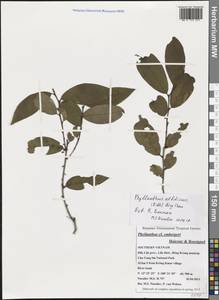 Phyllanthus albidiscus (Ridl.) Airy Shaw, Зарубежная Азия (ASIA) (Вьетнам)