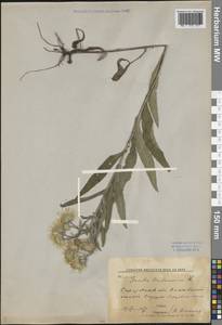 Pentanema britannicum (L.) D. Gut. Larr., Santos-Vicente, Anderb., E. Rico & M. M. Mart. Ort., Восточная Европа, Нижневолжский район (E9) (Россия)