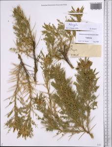 Астрагал, Средняя Азия и Казахстан, Памир и Памиро-Алай (M2) (Таджикистан)