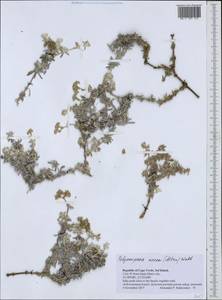 Polycarpaea nivea (Ait.) Webb, Африка (AFR) (Кабо-Верде)