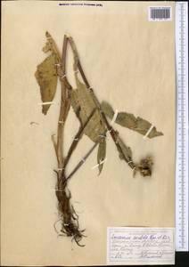 Соссюрея грязноцветковая Kar. & Kir., Средняя Азия и Казахстан, Джунгарский Алатау и Тарбагатай (M5) (Казахстан)