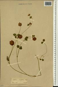 Trifolium physodes Steven ex M.Bieb., Зарубежная Азия (ASIA) (Иран)