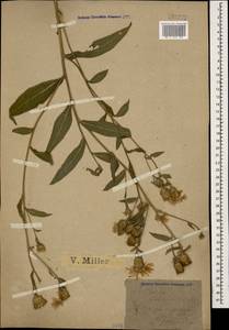 Centaurea phrygia subsp. salicifolia (M. Bieb. ex Willd.) Mikheev, Кавказ, Черноморское побережье (от Новороссийска до Адлера) (K3) (Россия)
