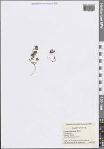 Lysimachia arvensis (L.) U.Manns & Anderb., Кавказ, Абхазия (K4a) (Абхазия)