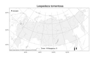 Lespedeza tomentosa, Леспедеца войлочная (Thunb.) Siebold ex Maxim., Атлас флоры России (FLORUS) (Россия)