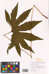 Filipendula digitata (Willd.) Bergmans, Сибирь, Дальний Восток (S6) (Россия)