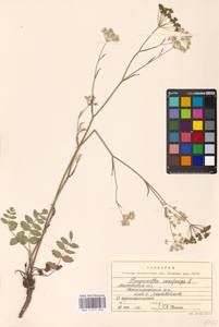 Бедренец камнеломковый, Бедренец-камнеломка L., Восточная Европа, Московская область и Москва (E4a) (Россия)