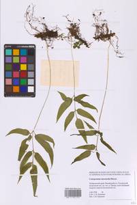 Кониограмма средняя Hieron., Сибирь, Дальний Восток (S6) (Россия)