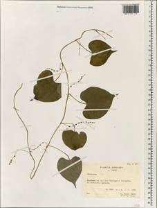 Диоскорея, Зарубежная Азия (ASIA) (КНР)