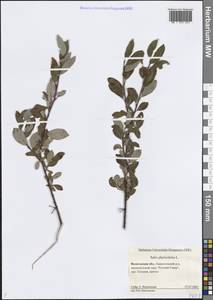 Ива филиколистная L., Восточная Европа, Северный район (E1) (Россия)