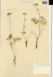 Тилингия аянская Regel & Tiling, Сибирь, Дальний Восток (S6) (Россия)