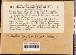 Mylia taylorii (Hook.) Gray, Гербарий мохообразных, Мхи - Западная Европа (BEu) (Швеция)