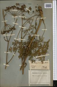 Oreoselinum nigrum Delarbre, Западная Европа (EUR) (Германия)