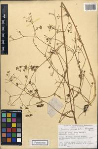 Буниум перистолистный Kljuykov, Зарубежная Азия (ASIA) (Турция)