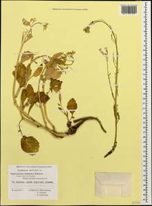 Редька посевная L., Кавказ, Черноморское побережье (от Новороссийска до Адлера) (K3) (Россия)