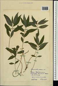 Пролесник многолетний L., Крым (KRYM) (Россия)