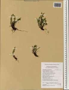 Asplenium trichomanes subsp. quadrivalens D. E. Meyer, Зарубежная Азия (ASIA) (Кипр)