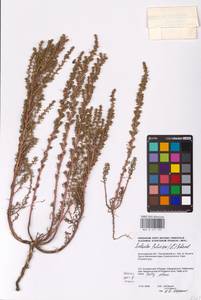 Soda foliosa (L.) Akhani, Восточная Европа, Нижневолжский район (E9) (Россия)