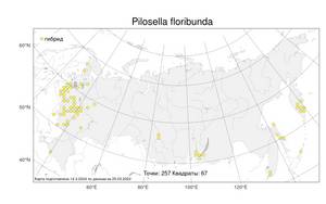 Pilosella floribunda, Ястребиночка обильноцветущая (E. Wimm. & Grab.) Fr., Атлас флоры России (FLORUS) (Россия)