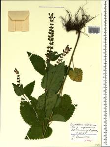 Шлемник высочайший, Шлемник высокий L., Крым (KRYM) (Россия)