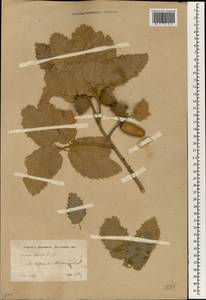 Quercus persica Jaub. & Spach, Зарубежная Азия (ASIA) (Иран)