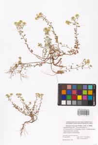 Odontarrhena tortuosa subsp. tortuosa, Восточная Европа, Восточный район (E10) (Россия)