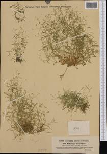 Moehringia diversifolia Dolliner ex Koch, Западная Европа (EUR) (Австрия)