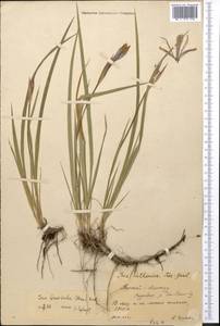 Ирис короткотрубчатый (Maxim.) Doronkin, Средняя Азия и Казахстан, Северный и Центральный Тянь-Шань (M4) (Киргизия)