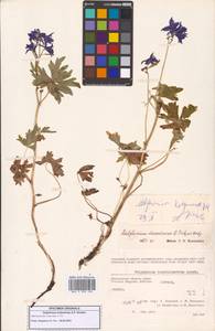 Живокость короткошпорцевая Ledeb., Сибирь, Чукотка и Камчатка (S7) (Россия)