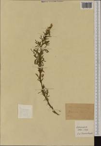 Ononis natrix subsp. ramosissima (Desf.)Batt., Западная Европа (EUR) (Франция)