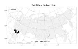 Colchicum bulbocodium, Безвременник весенний Ker Gawl., Атлас флоры России (FLORUS) (Россия)