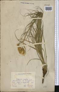 Gelasia ensifolia (M.Bieb.) Zaika, Sukhor. & N.Kilian, Средняя Азия и Казахстан, Северный и Центральный Казахстан (M10) (Казахстан)