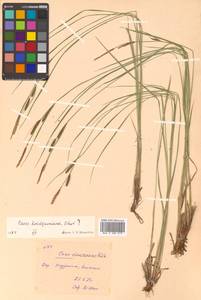 Осока придатконосная (Trautv. & C.A.Mey.) Kük., Сибирь, Дальний Восток (S6) (Россия)