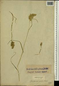 Tribolium curvum (Nees) Verboom & H.P.Linder, Африка (AFR) (ЮАР)