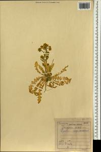 Schimpera arabica Hochst. & Steud. ex Steud., Зарубежная Азия (ASIA) (Ирак)