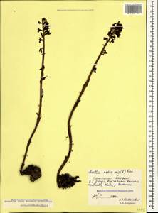 Гнездовка настоящая, Гнездовка обыкновенная (L.) Rich., Кавказ, Грузия (K4) (Грузия)