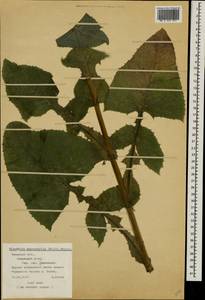 Lactuca macrophylla subsp. macrophylla, Восточная Европа, Северо-Западный район (E2) (Россия)